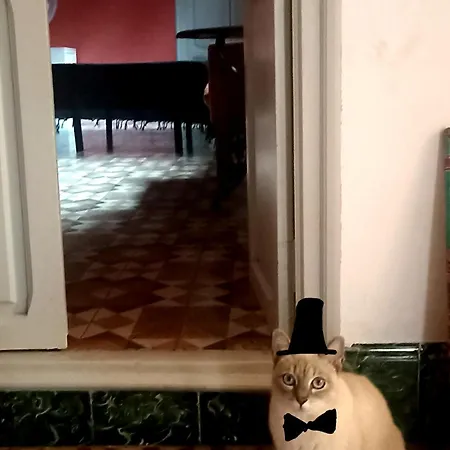 فندق مبيت وإفطار Casa Artistica 2